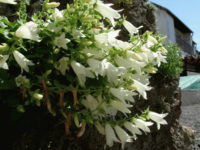 campanulaalliarifoliaminorgarden.jpg