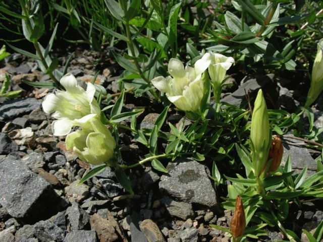 grntianagelidasspunifloragarden.jpg