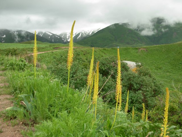 eremurusfuscustienshankyrgyzstan2.jpg