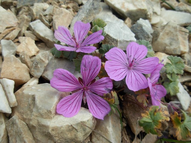 geraniumsptianshankyrgyzstan.jpg