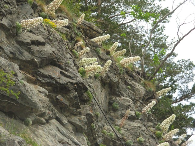 saxifragalongifoliapyreneesspain2.jpg