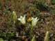 gentianagelidasspunifloraandinulaacaulissipikordagtr_small.jpg