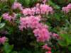 rhododendronhirsutumcentralbosna_small.jpg