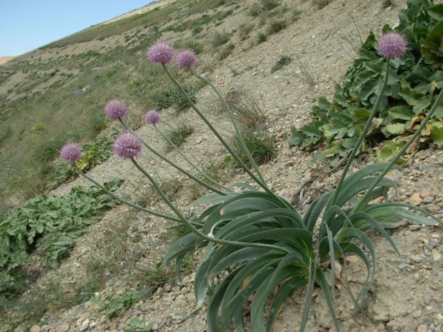 alliumcarolinianumtianshankyrgyzstan.jpg