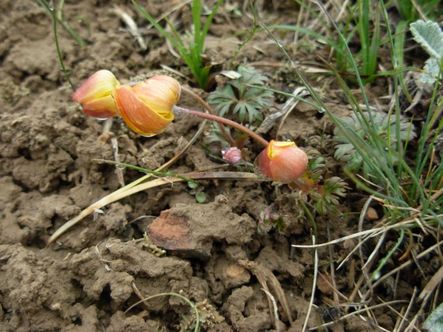 anemonepetiolulosaalairangekyrgyzstan.jpg