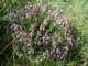 dracocephalumintegrifoliumalajkyrgyzstan_small.jpg