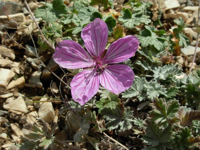geraniumsptianshankyrgyzstan2.jpg