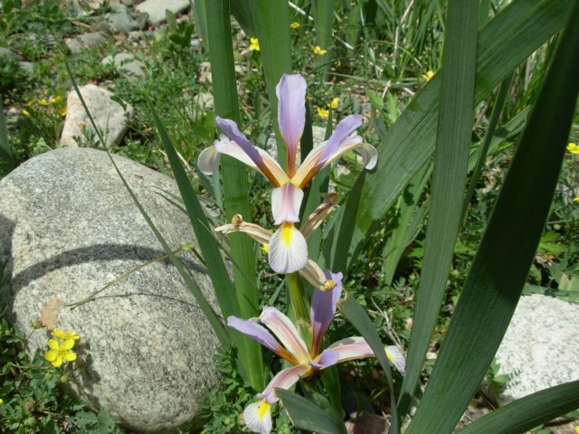 irishalophilanarynareakyrgyzstan.jpg