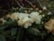 rhododendronanthopogonlangtangnepal_small.jpg