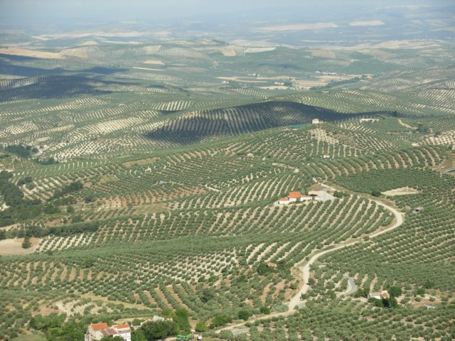 olivetreesaroundcazorla.jpg
