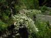 saxifragalongifolia1400mpyrenees_small.jpg
