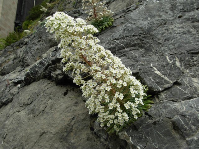 saxifragalongifoliapyreneesspain.jpg