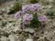 thlaspirotundifoliumalpsitaly_small.jpg