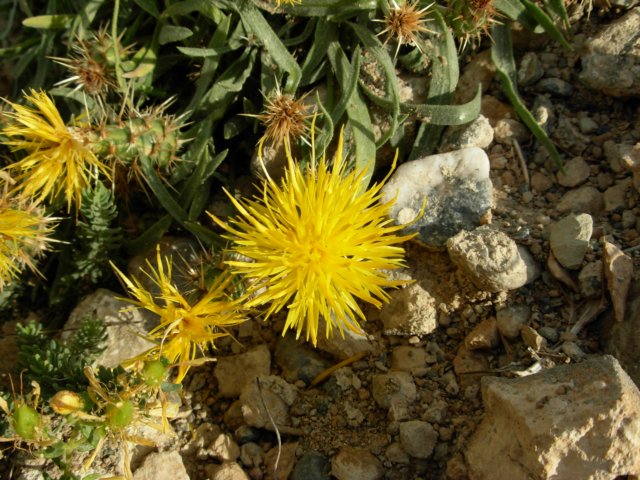 centaureadrabifoliasspcappadocica.jpg