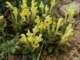 scutellariaorientalisssppinnatifidaturkey_small.jpg