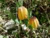 fritillariaaureafciliciotaurica2400mbolkardagturkey_small.jpg