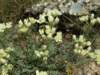 haplophyllummyrtifoliumpamukaleturkey_small.jpg