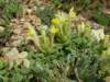 scutellariaorientalisssppinnatifidadedegoldagturkey_small.jpg