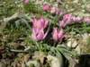 tulipaviolacea2550mbolkardagturkey_small.jpg