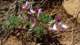 corydalisrutifoliassperdelisandrasdag_small.jpg
