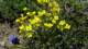 drababrunifoliassparmenatahirpass2_small.jpg